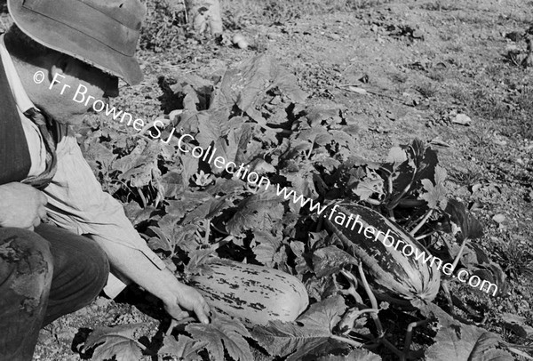 GARDENER WITH MARROW